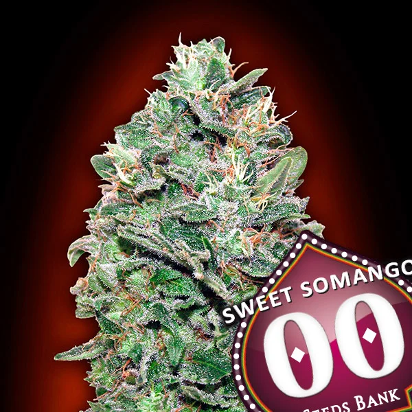 saltonverde2861417