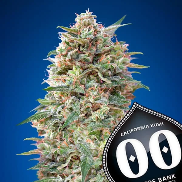 saltonverde2861790