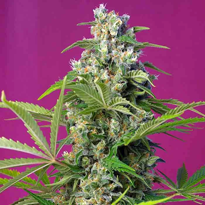 saltonverde2862617