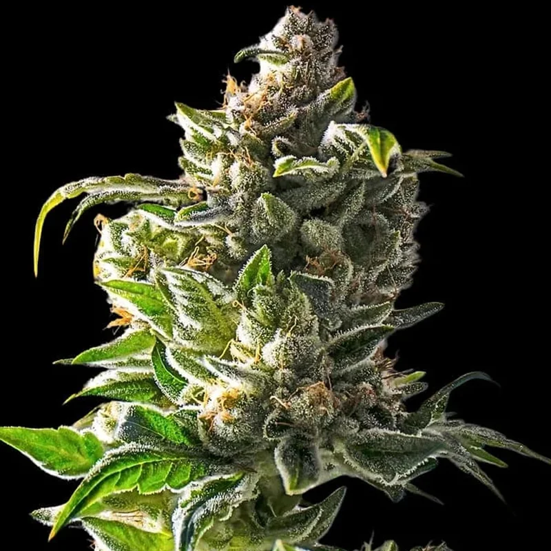 saltonverde2862678