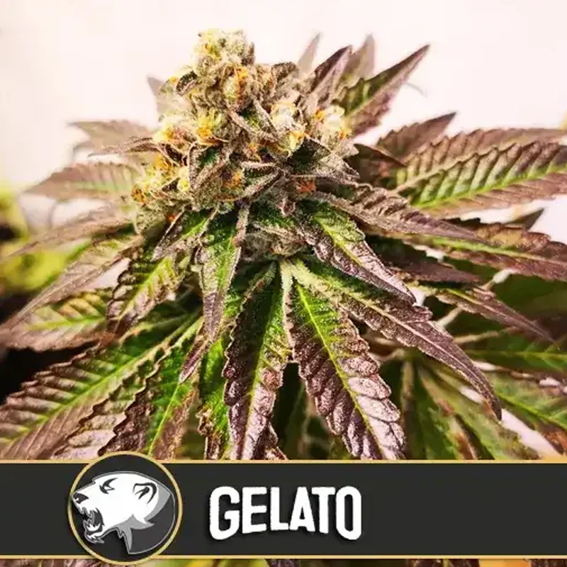 saltonverde2865290