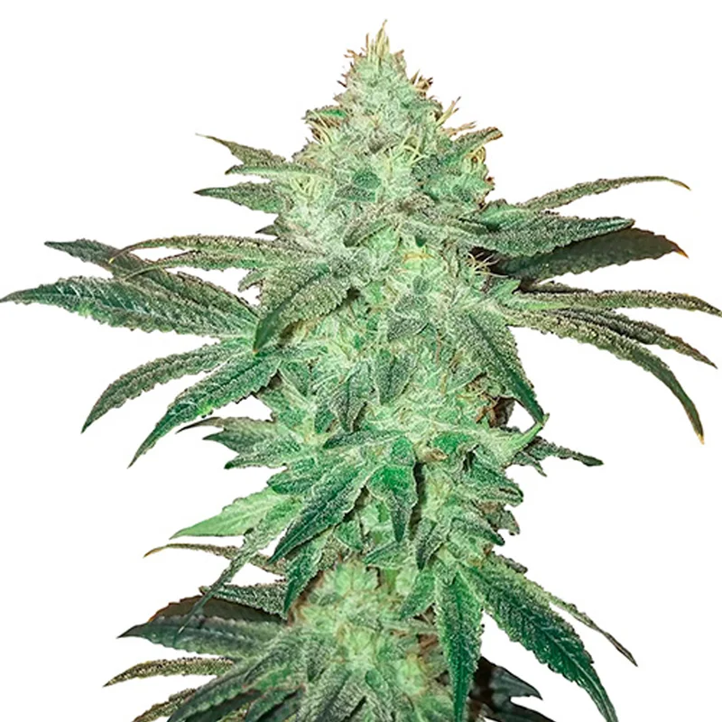 saltonverde2866143