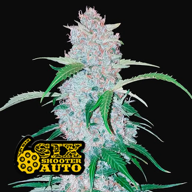 saltonverde2866232