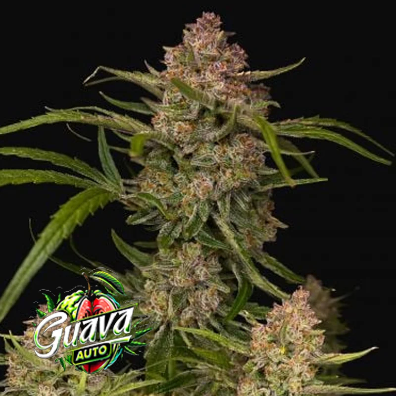 saltonverde2866343