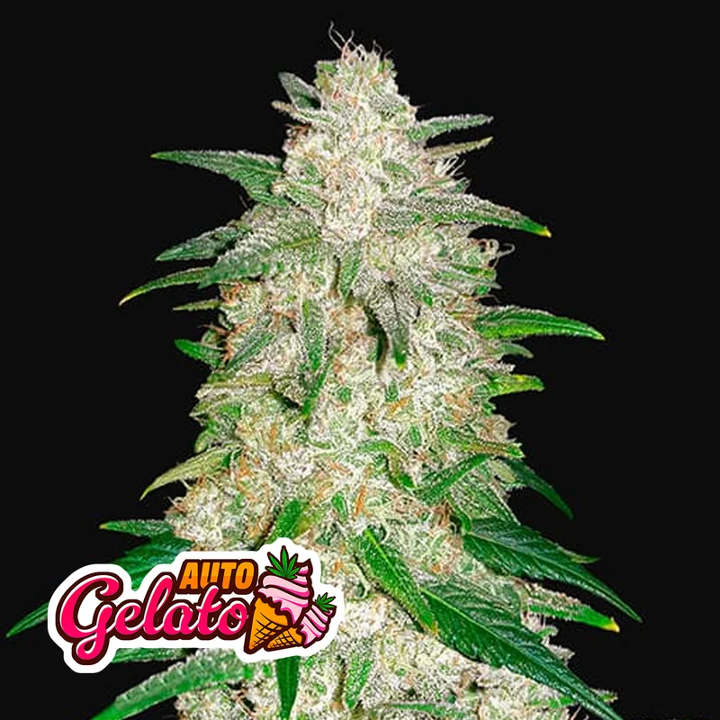 saltonverde2866384