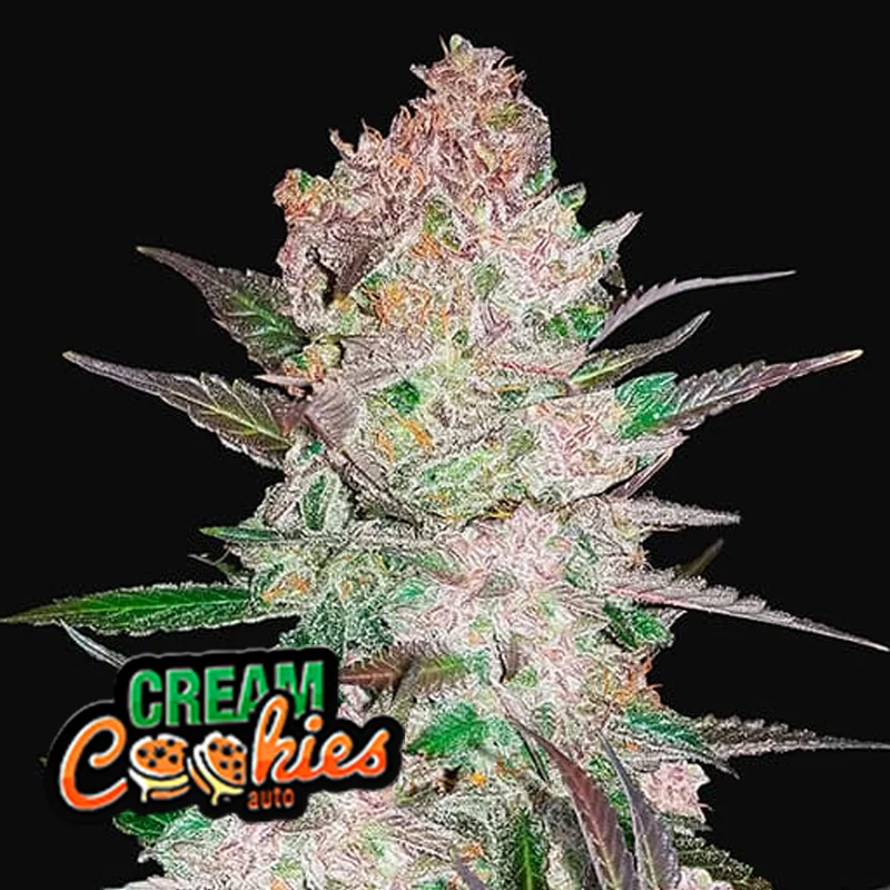saltonverde2866495
