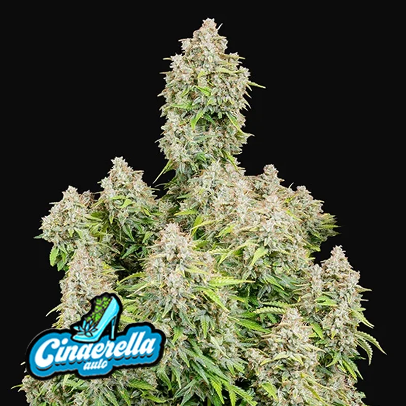 saltonverde2866509