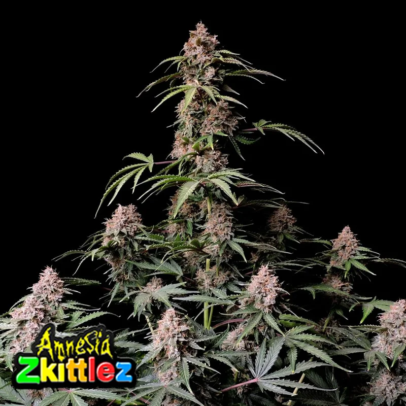 saltonverde2866909