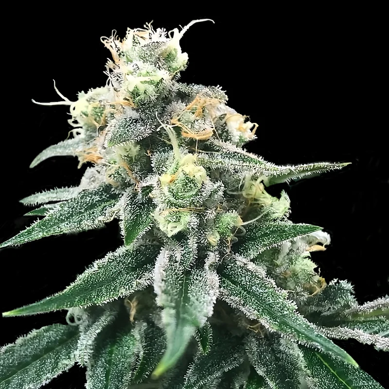 saltonverde2867101