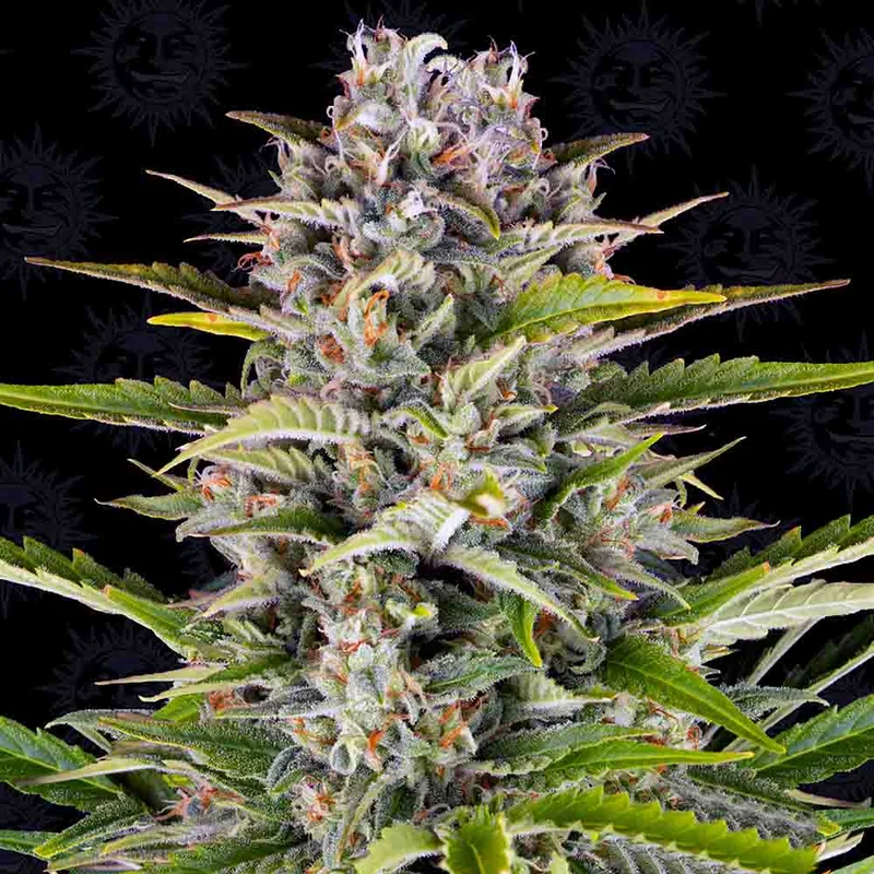 saltonverde2867253