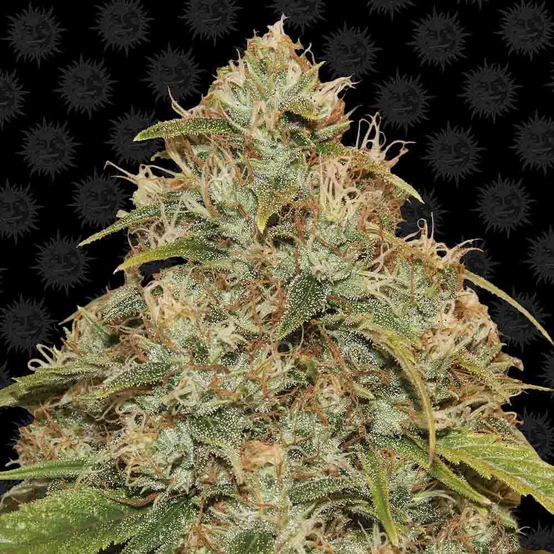saltonverde2867510