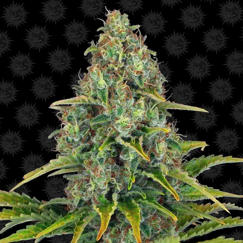 saltonverde2867549