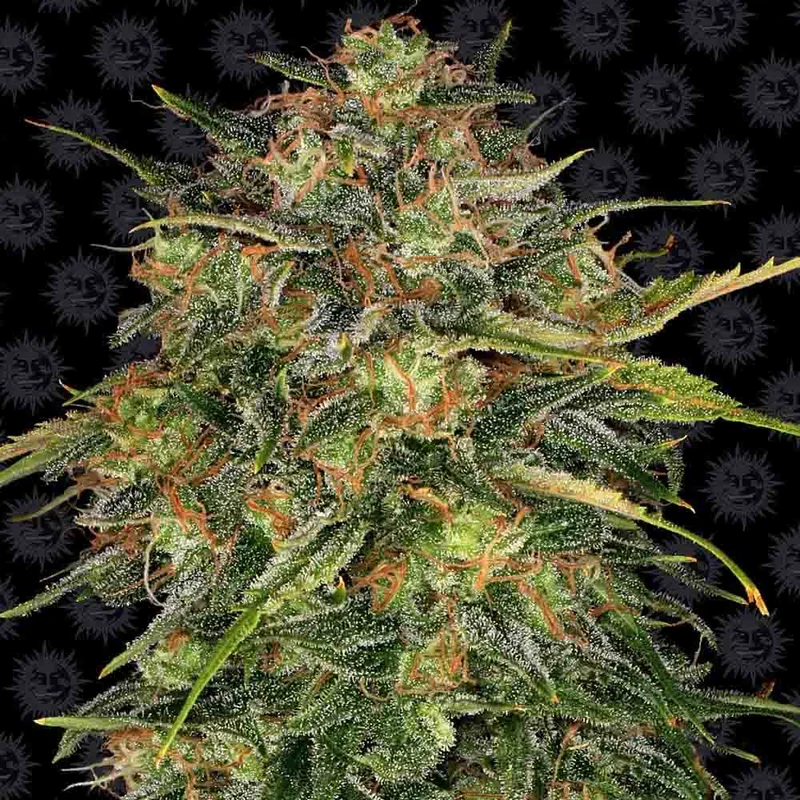 saltonverde2867825