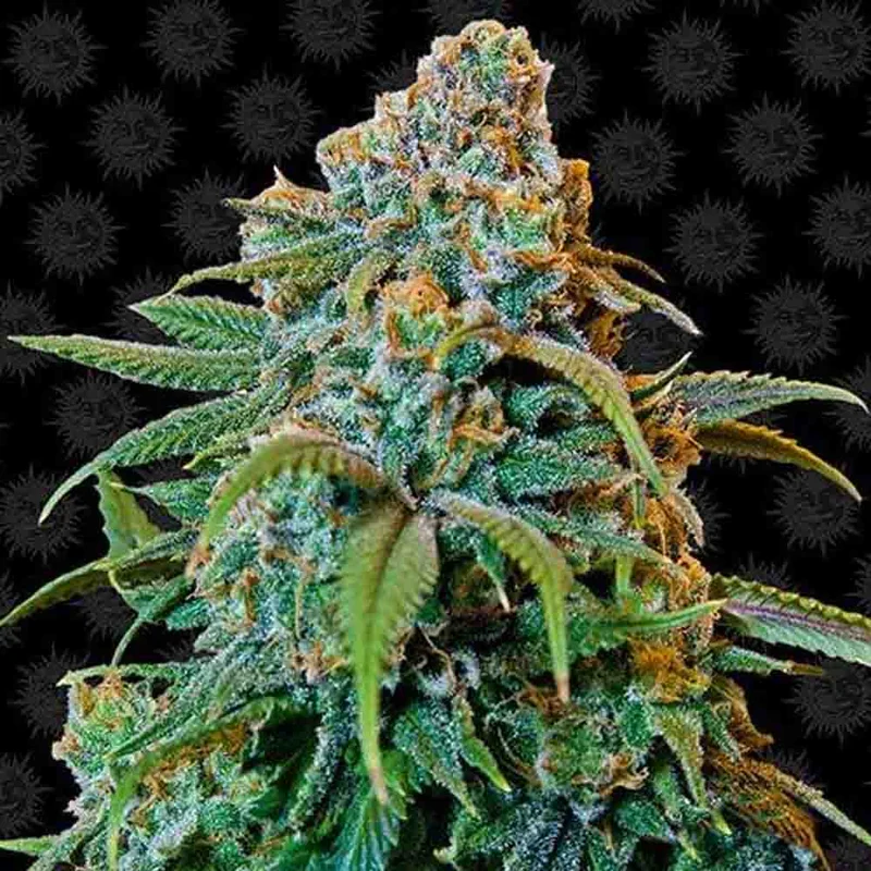 saltonverde2868051