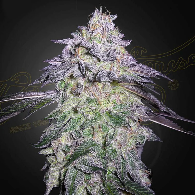 saltonverde2868412