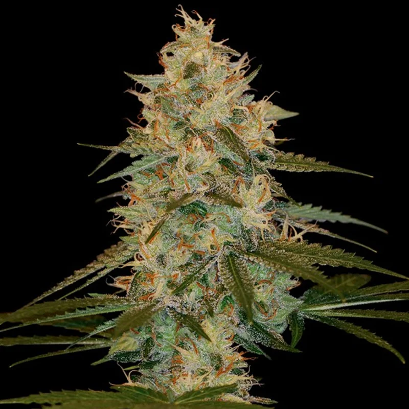 saltonverde2869023