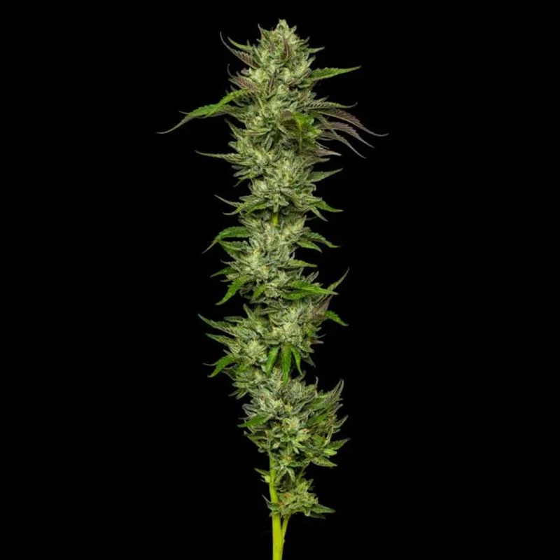 saltonverde2869108