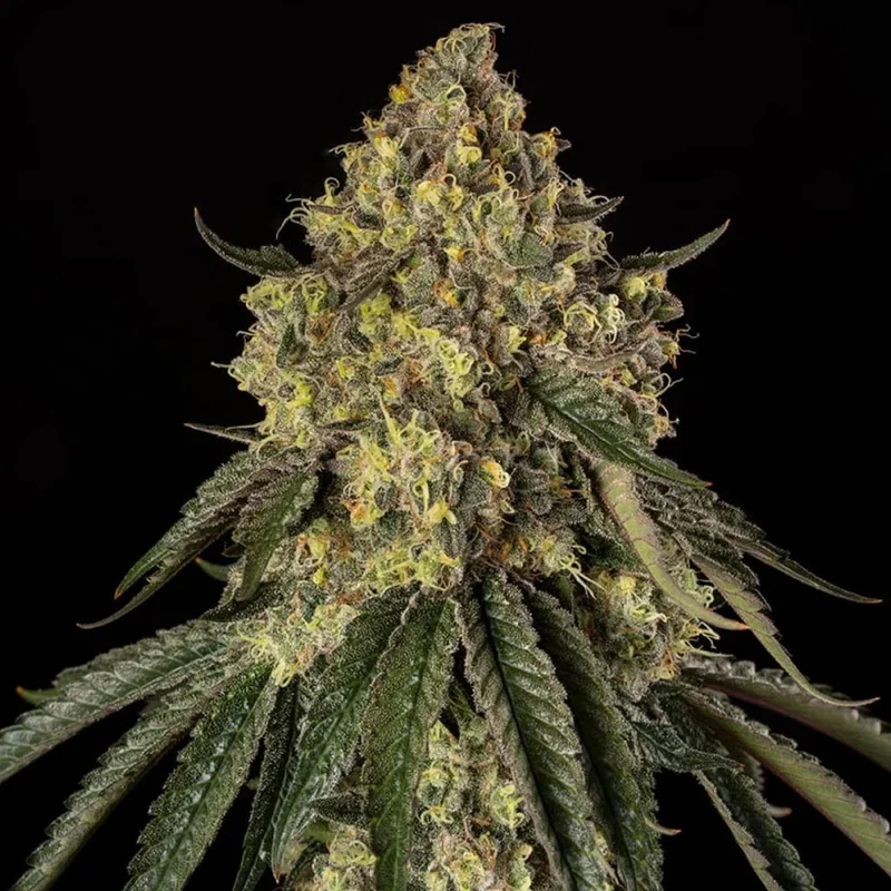 saltonverde2869310