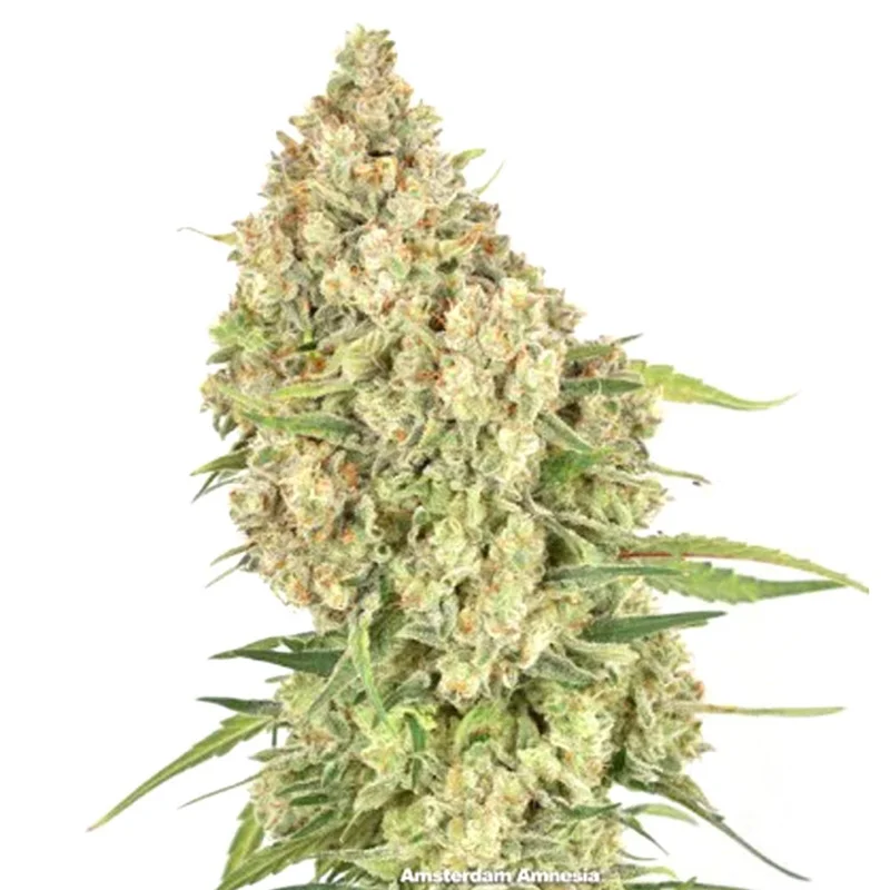 saltonverde2869333