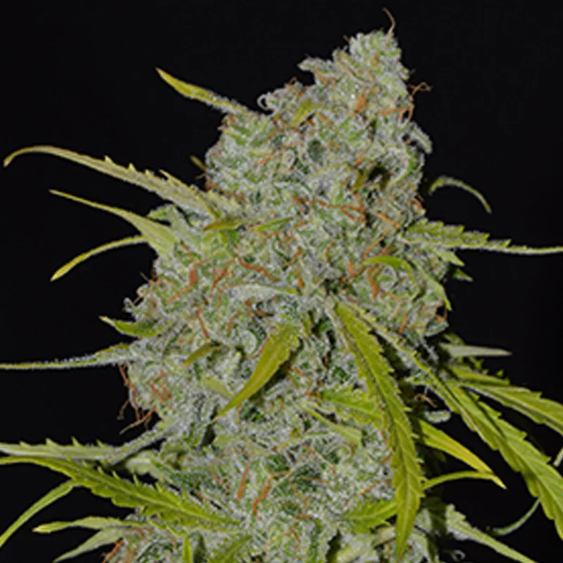saltonverde2871307