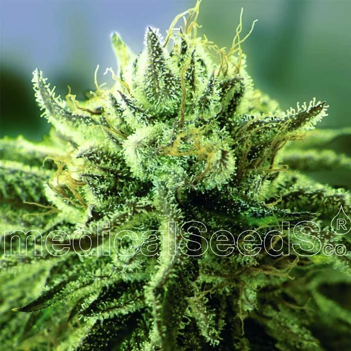 saltonverde2871376