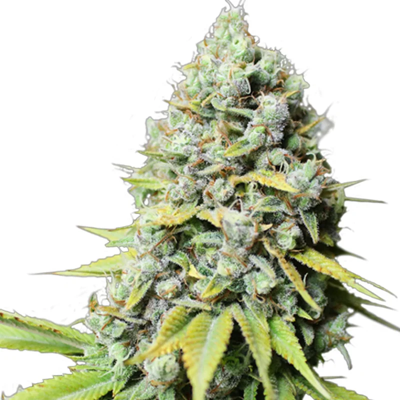 saltonverde2871613