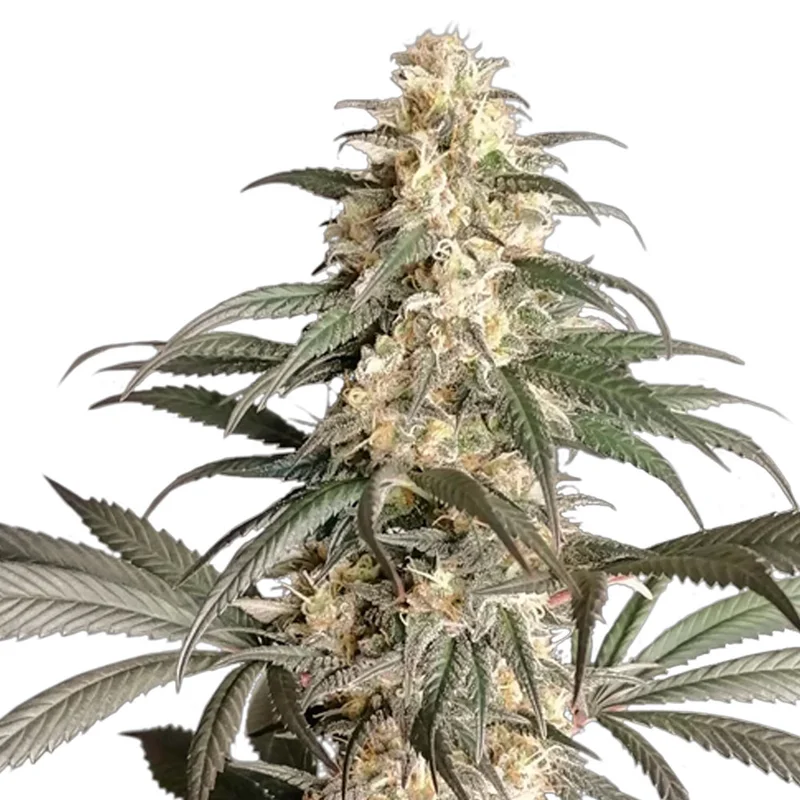 saltonverde2871745