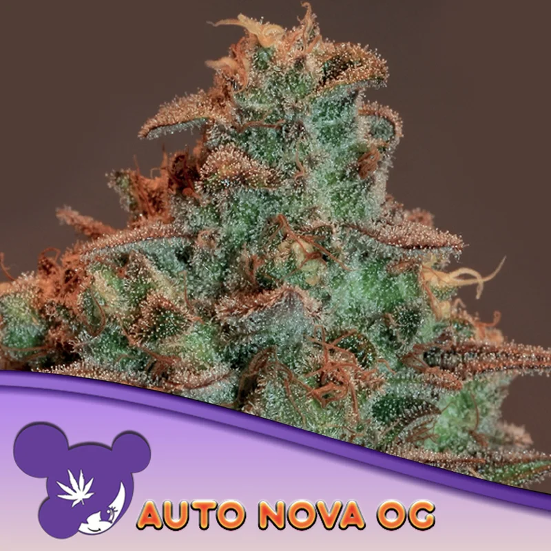 saltonverde2873440