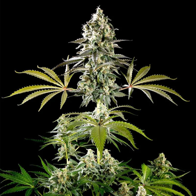 saltonverde2873891