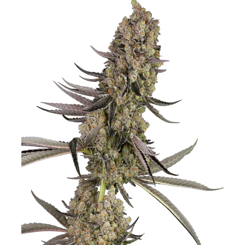 saltonverde2875666