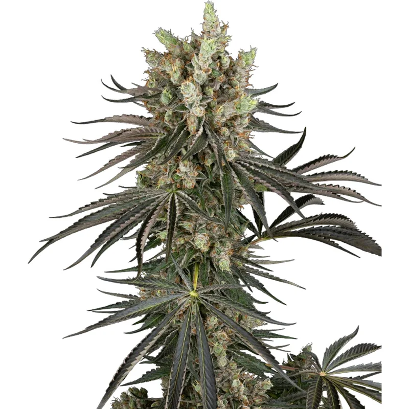 saltonverde2875725