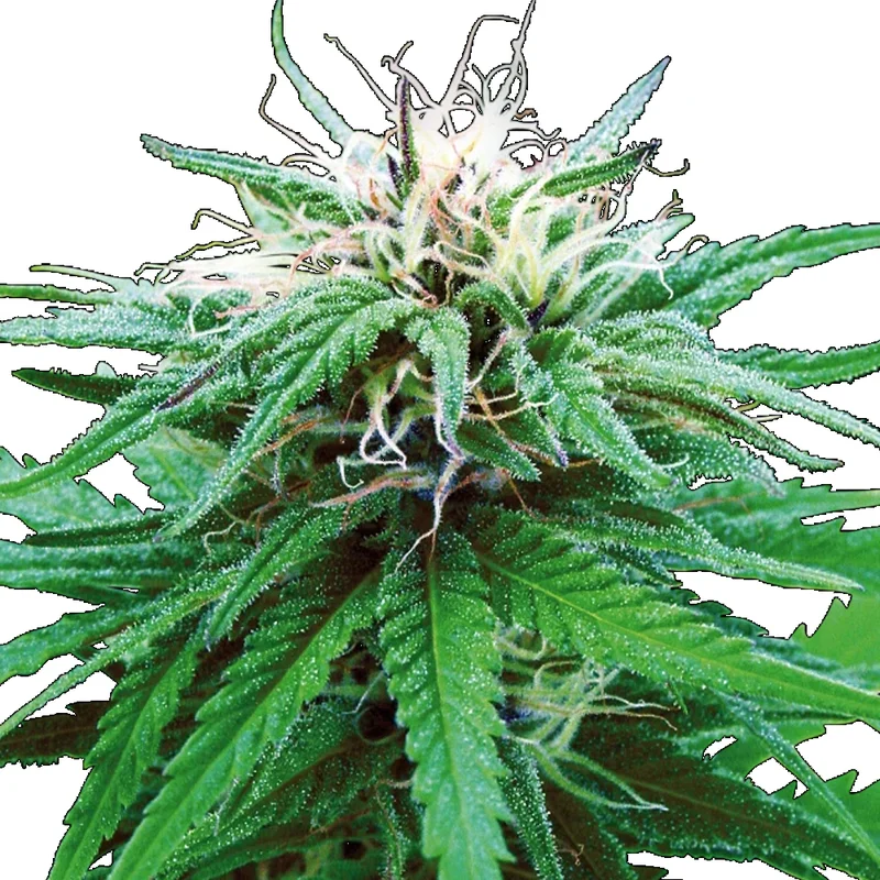 saltonverde2875942