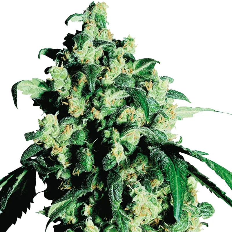 saltonverde2876122