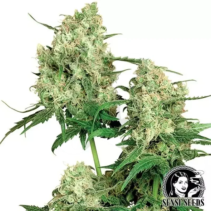 saltonverde2876262