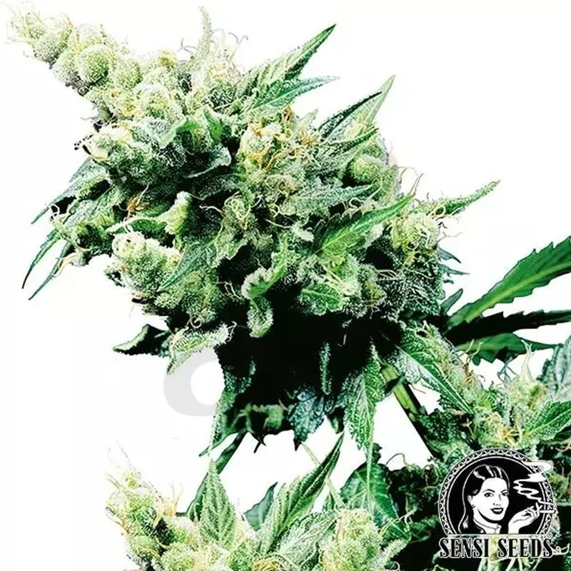 saltonverde2876403