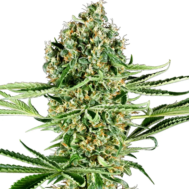 saltonverde2876563