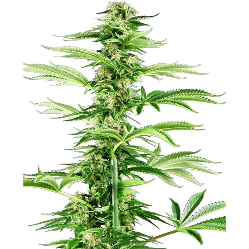 saltonverde2876587