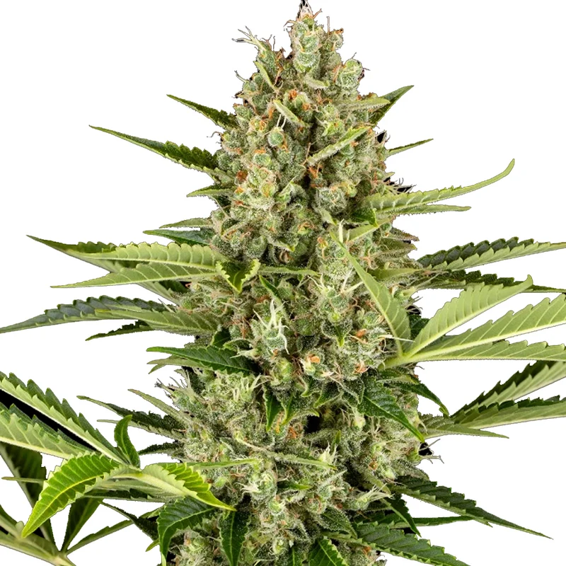 saltonverde2876647