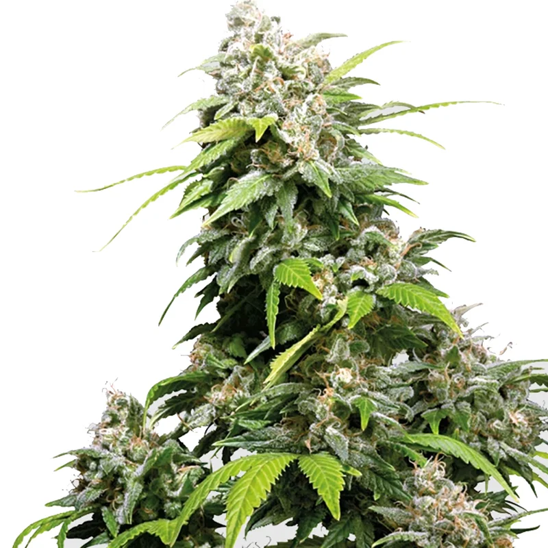 saltonverde2876761