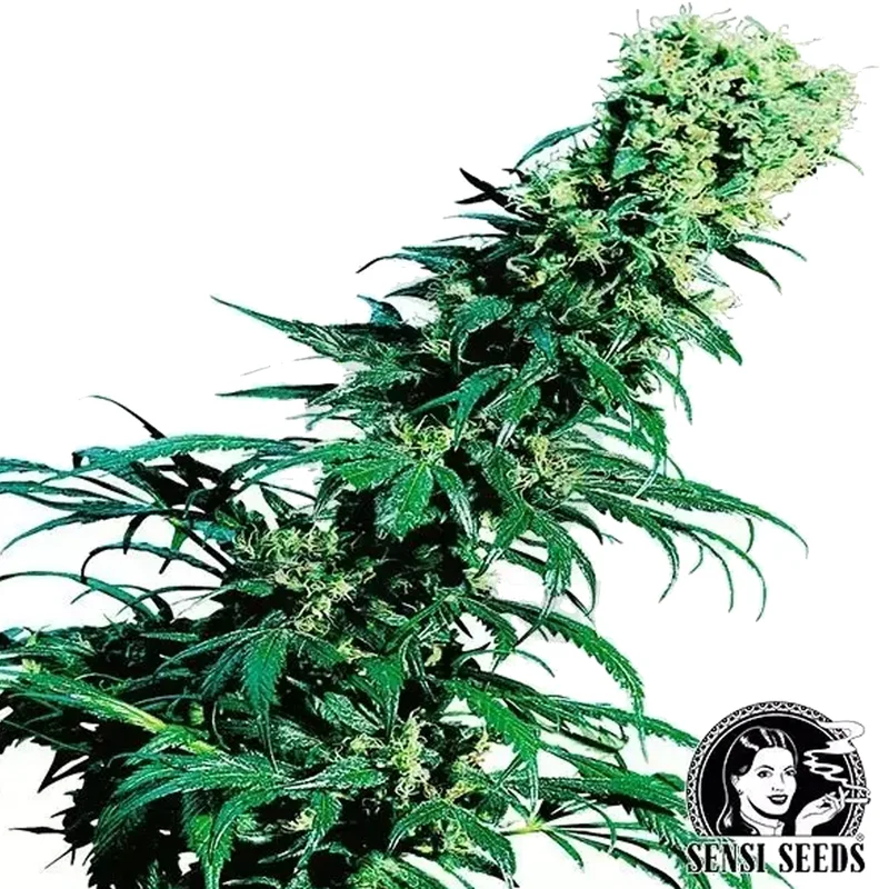 saltonverde2876821