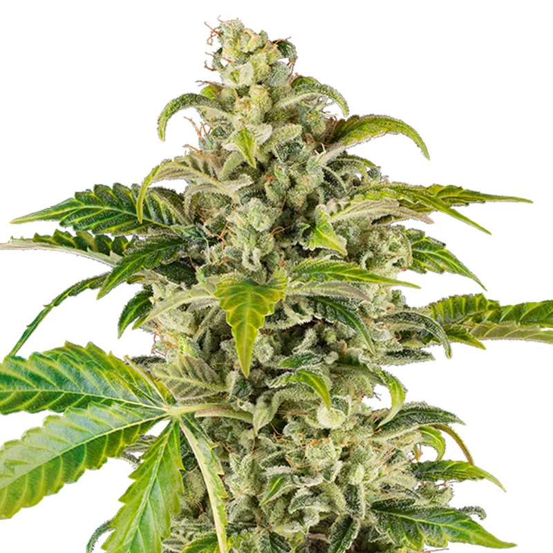 saltonverde2876992