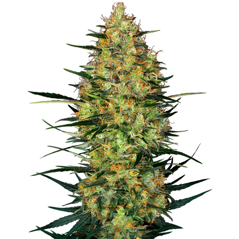 saltonverde2877016