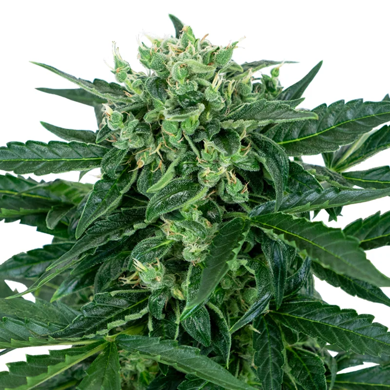 saltonverde2877105