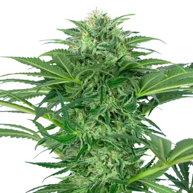 saltonverde2877236