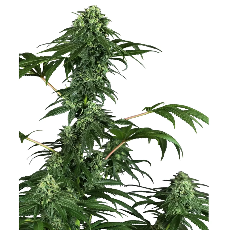 saltonverde2877280