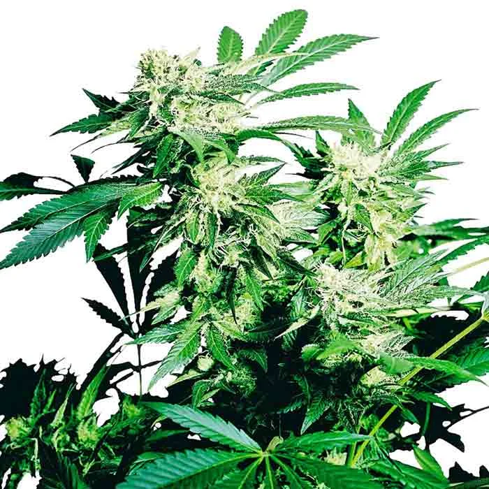 saltonverde2877308