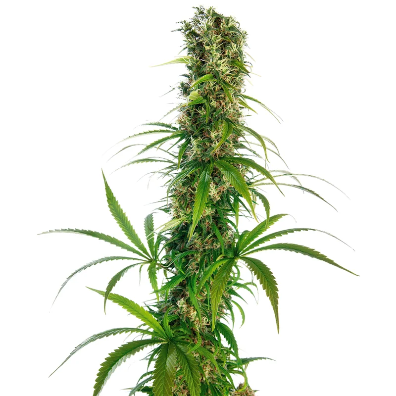 saltonverde2877566