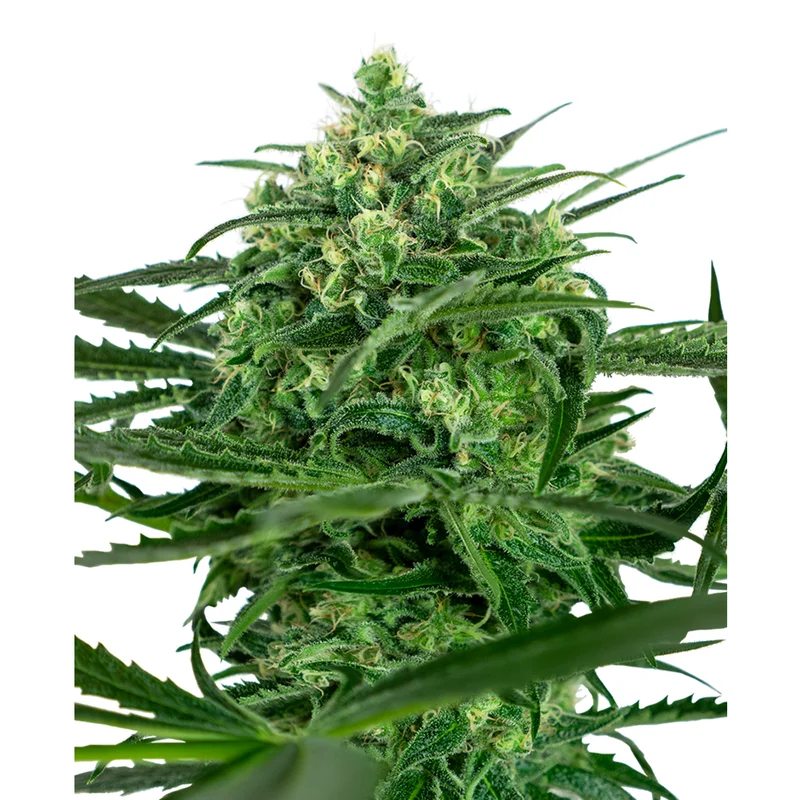 saltonverde2877619