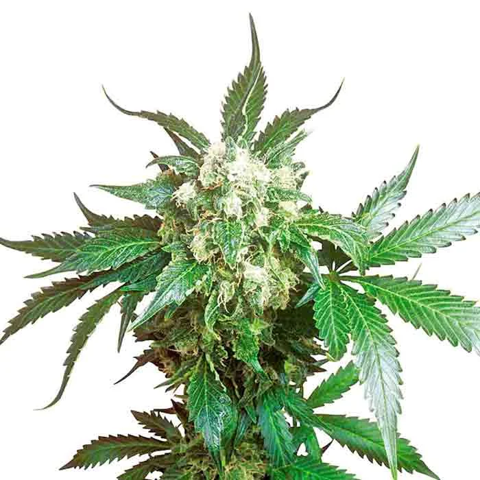 saltonverde2877768