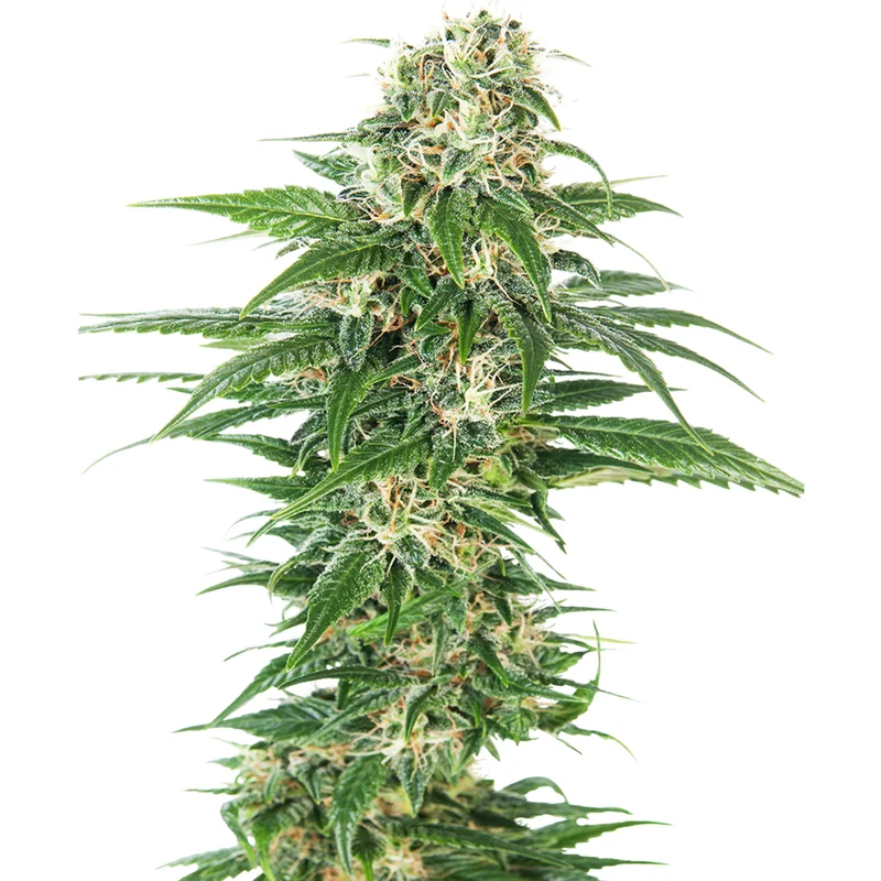 saltonverde2878029